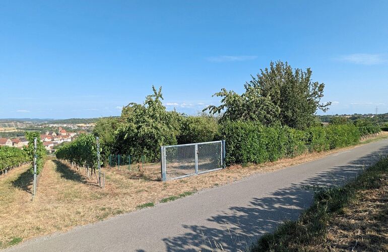 Die Hütte soll auf der Fläche dieses Gärtchens am Froschberg und einiger angrenzender Rebreihen gebaut werden.
