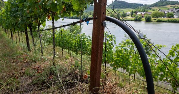 Trockenheit an den Steilhängen