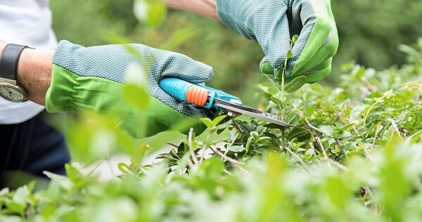Wann dürfen Hecken zurückgeschnitten werden? Das regelt das Bundesnaturschutzgesetz.