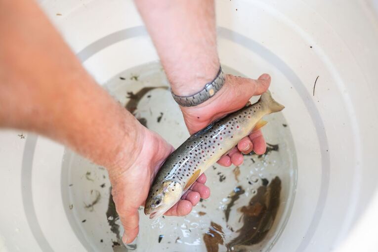 Aktion zum Retten von Fischen in Freiburg