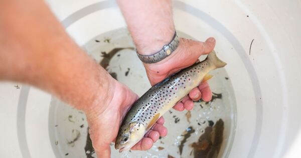 Aktion zum Retten von Fischen in Freiburg