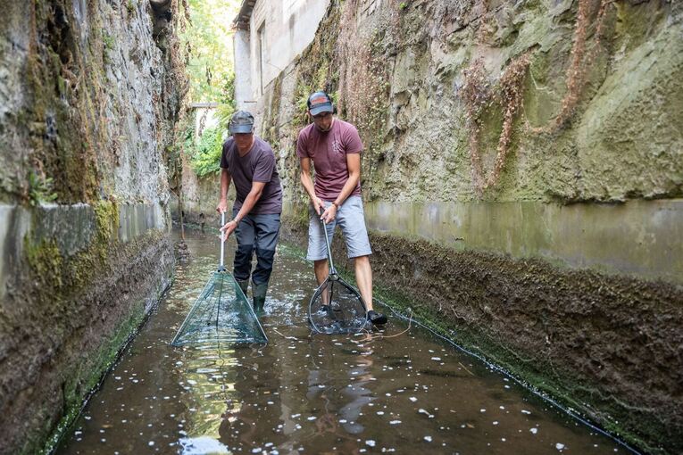Aktion zum Retten von Fischen in Freiburg