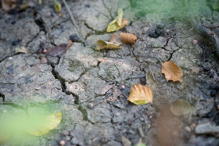 «Sieht aus wie Herbst» – Trockenheit plagt botanische Gärten «Sieht aus wie Herbst» – Trockenheit plagt botanische Gärten