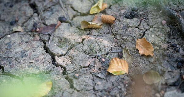 «Sieht aus wie Herbst» – Trockenheit plagt botanische Gärten