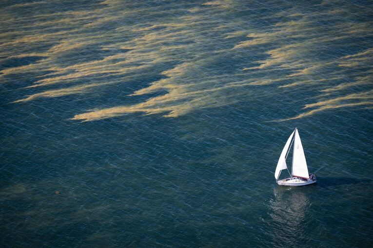 Blaualgen in der Ostsee Blaualgen in der Ostsee