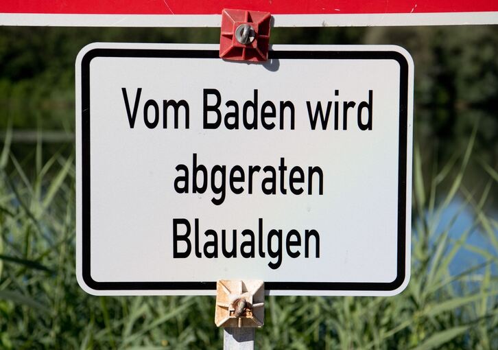 Blaualgen Blaualgen