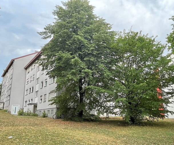 Diese beiden Linden stehen den Plänen der Siedlungswerk GmbH entgegen. Sie will in Eglosheim ein Gebäude mit 19 Wohneinheiten sowie Stellplätze errichten.