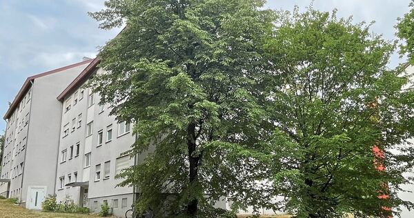 Diese beiden Linden stehen den Plänen der Siedlungswerk GmbH entgegen. Sie will in Eglosheim ein Gebäude mit 19 Wohneinheiten so Diese beiden Linden stehen den Plänen der Siedlungswerk GmbH entgegen. Sie will in Eglosheim ein Gebäude mit 19 Wohneinheiten sowie Stellplätze errichten.