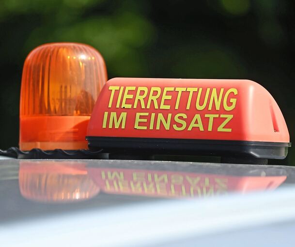 Die Feuerwehr Gerlingen musste eine Katze aus einem Abflussrohr befreien. Die Feuerwehr Gerlingen musste eine Katze aus einem Abflussrohr befreien.
