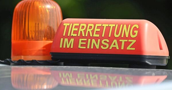 Die Feuerwehr Gerlingen musste eine Katze aus einem Abflussrohr befreien. Die Feuerwehr Gerlingen musste eine Katze aus einem Abflussrohr befreien.