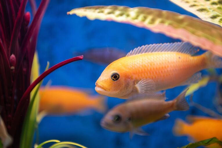 Zierfische Zierfische