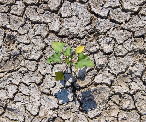 Die Trockenheit macht der Natur zu schaffen.