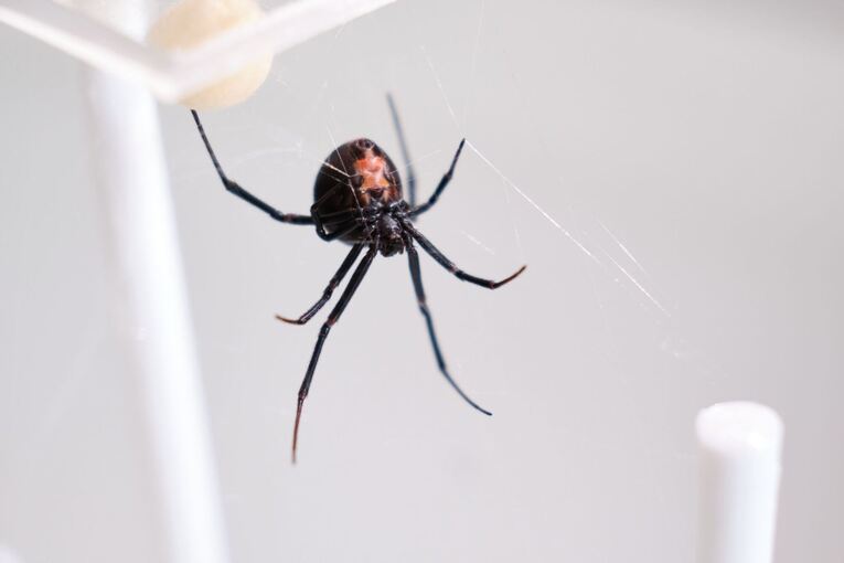 Australische Rotrückenspinne Australische Rotrückenspinne