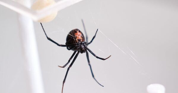 Australische Rotrückenspinne Australische Rotrückenspinne