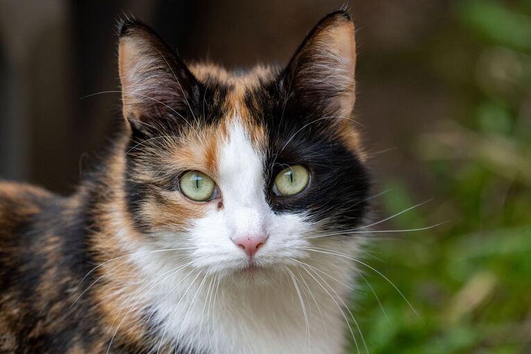 Katze