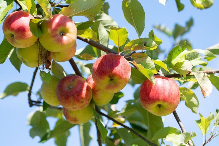 Äpfel auf Streuobstwiesen Äpfel auf Streuobstwiesen