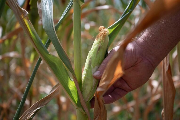 Trockenheit in der Landwirtschaft Trockenheit in der Landwirtschaft