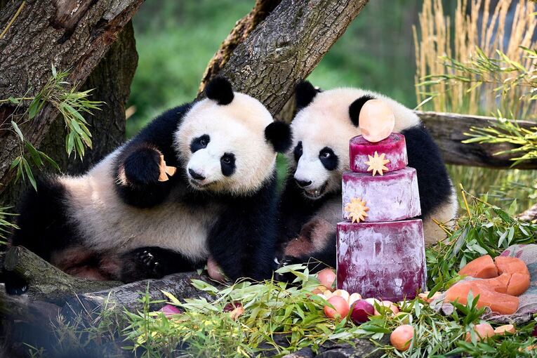 Panda-Zwillinge Leni und Lotti feiern zweiten Geburtstag