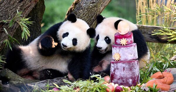 Panda-Zwillinge Leni und Lotti feiern zweiten Geburtstag