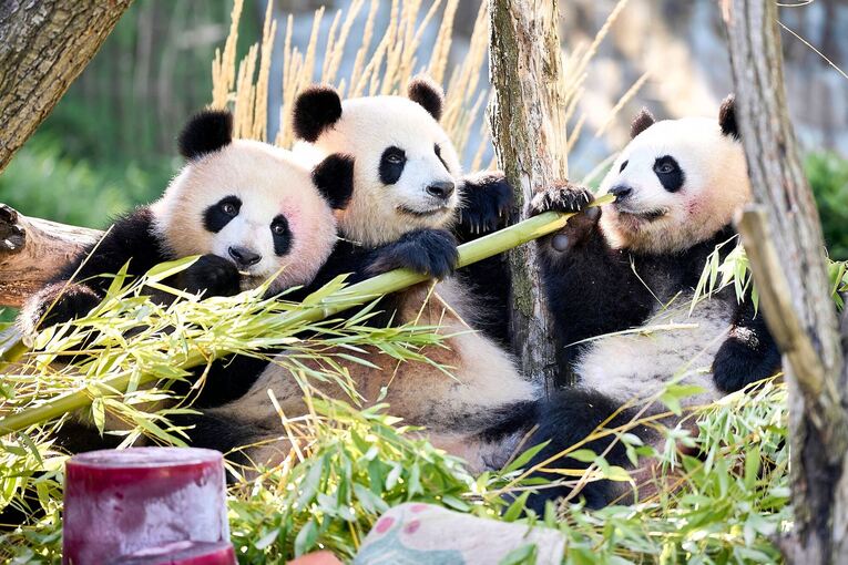 Panda-Zwillinge Leni und Lotti feiern zweiten Geburtstag