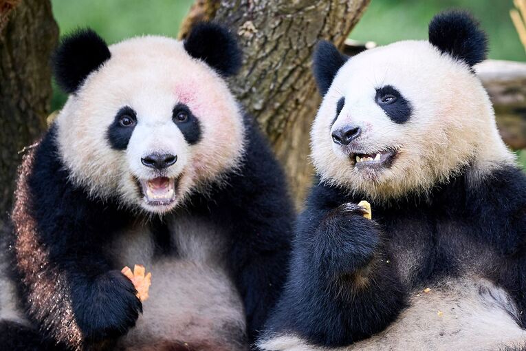 Panda-Zwillinge Leni und Lotti feiern zweiten Geburtstag