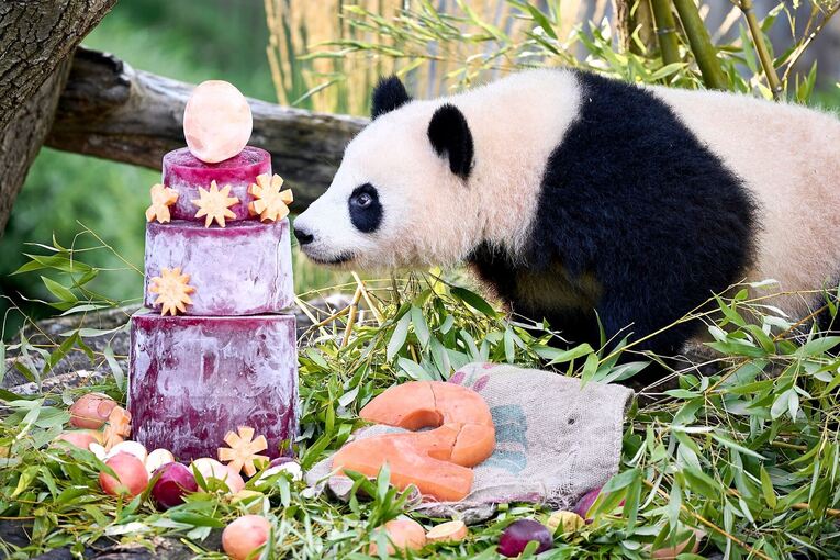 Panda-Zwillinge Leni und Lotti feiern zweiten Geburtstag