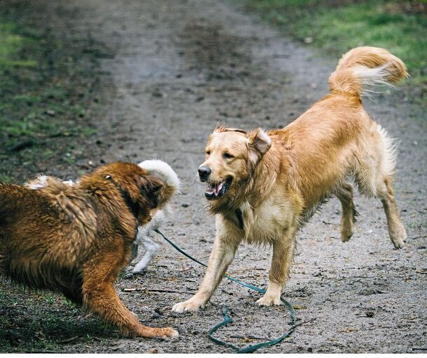 Wer in Großbottwar mit seinem Hund spazieren geht, sollte aktuell besonders aufmerksam sein und das Tier an der Leine führen.