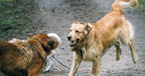Wer in Großbottwar mit seinem Hund spazieren geht, sollte aktuell besonders aufmerksam sein und das Tier an der Leine führen.