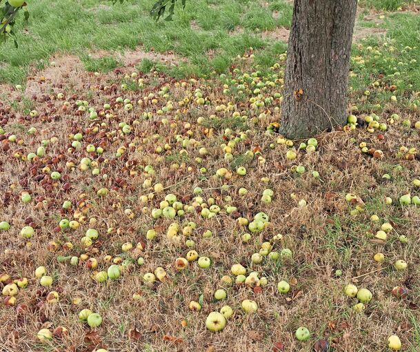 Auf vielen Streuobstwiesen fallen derzeit die kleinen Äpfel vom Baum, weil sie nicht mehr versorgt werden können.