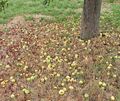 Auf vielen Streuobstwiesen fallen derzeit die kleinen Äpfel vom Baum, weil sie nicht mehr versorgt werden können. Auf vielen Streuobstwiesen fallen derzeit die kleinen Äpfel vom Baum, weil sie nicht mehr versorgt werden können.
