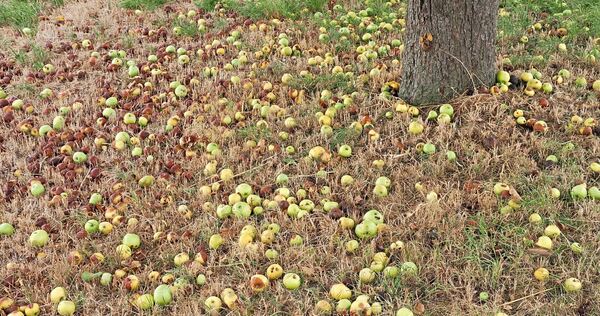 Auf vielen Streuobstwiesen fallen derzeit die kleinen Äpfel vom Baum, weil sie nicht mehr versorgt werden können.