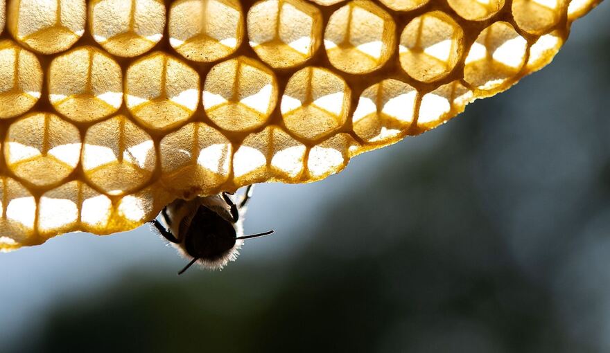 Honigbienen Honigbienen