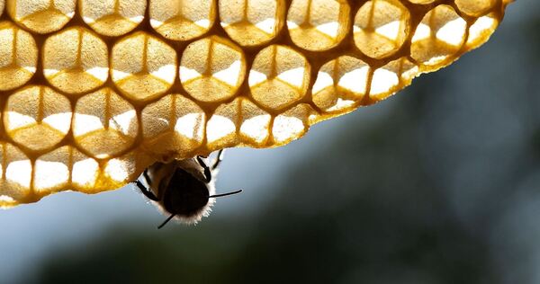 Honigbienen Honigbienen