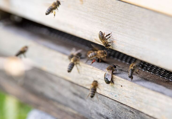 Bienenstock