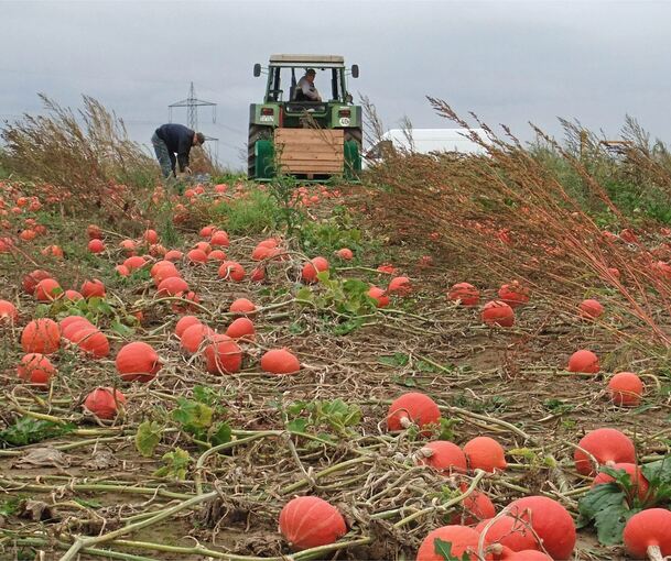 Bei der Gläsernen Produktion im September bietet unter anderem der Betrieb der Familie Obergfäll in Remseck einen Einblick in den Gemüseanbau.