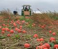 Bei der Gläsernen Produktion im September bietet unter anderem der Betrieb der Familie Obergfäll in Remseck einen Einblick in de Bei der Gläsernen Produktion im September bietet unter anderem der Betrieb der Familie Obergfäll in Remseck einen Einblick in den Gemüseanbau.
