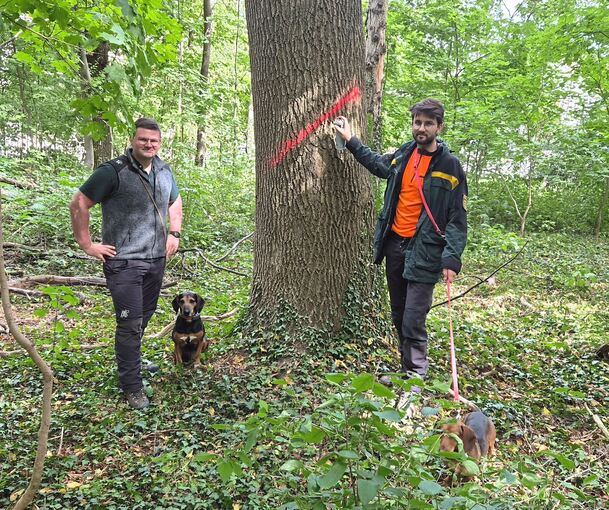 Pink bedeutet: Dieser Baum muss gefällt werden. Revierleiter Frederik Köke mit Falco (rechts) und Trainee Benedikt Keller mit Felix erklären, warum.