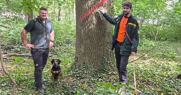 Pink bedeutet: Dieser Baum muss gefällt werden. Revierleiter Frederik Köke mit Falco (rechts) und Trainee Benedikt Keller mit Fe Pink bedeutet: Dieser Baum muss gefällt werden. Revierleiter Frederik Köke mit Falco (rechts) und Trainee Benedikt Keller mit Felix erklären, warum.