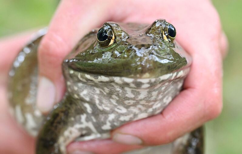 Ochsenfrosch