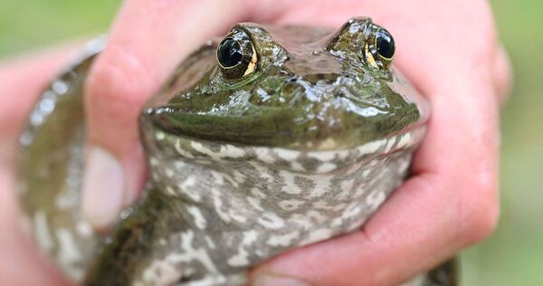 Ochsenfrosch Ochsenfrosch