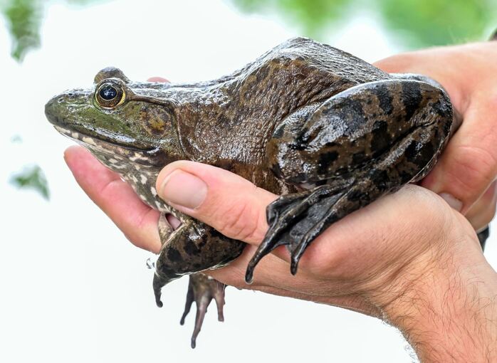 Ochsenfrosch