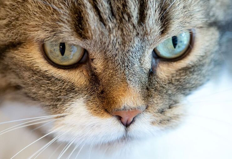 Katze