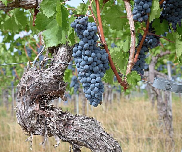 So früh wie nie hat die Weinlese im Landkreis Ludwigsburg begonnen
