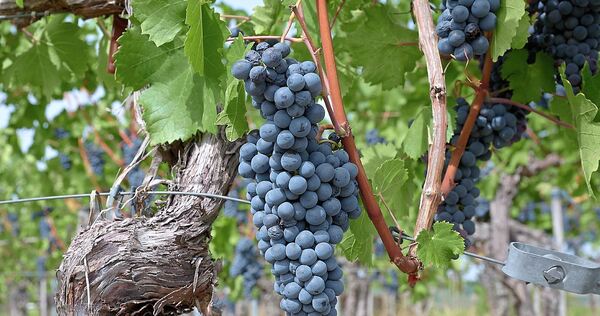 So früh wie nie hat die Weinlese im Landkreis Ludwigsburg begonnen