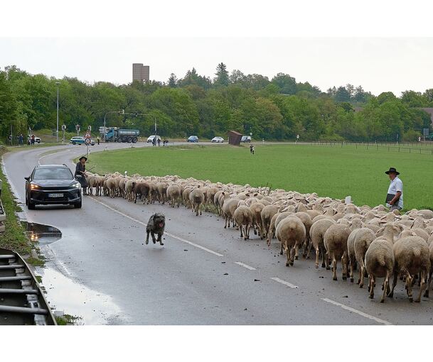 Die Verkehrsprüfung gilt als schwierigster Teil. Hier zeigt gerade Ute Svensson als zweite Starterin, wie man die Herde sicher an einem Auto vorbeiführt.