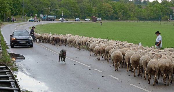 Die Verkehrsprüfung gilt als schwierigster Teil. Hier zeigt gerade Ute Svensson als zweite Starterin, wie man die Herde sicher an einem Auto vorbeiführt.
