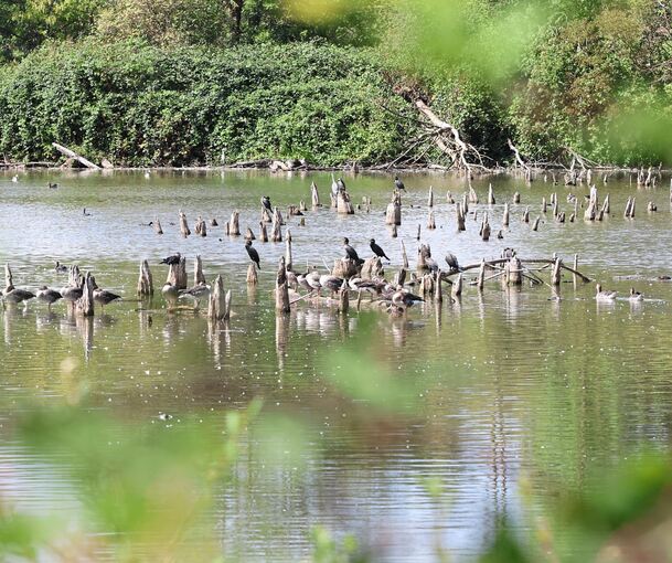 Der Pleidelsheimer Baggersee als Vogelparadies? Mehrere Arten, darunter der Nachtreiher, brüten dort nicht mehr.