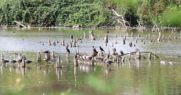 Der Pleidelsheimer Baggersee als Vogelparadies? Mehrere Arten, darunter der Nachtreiher, brüten dort nicht mehr.