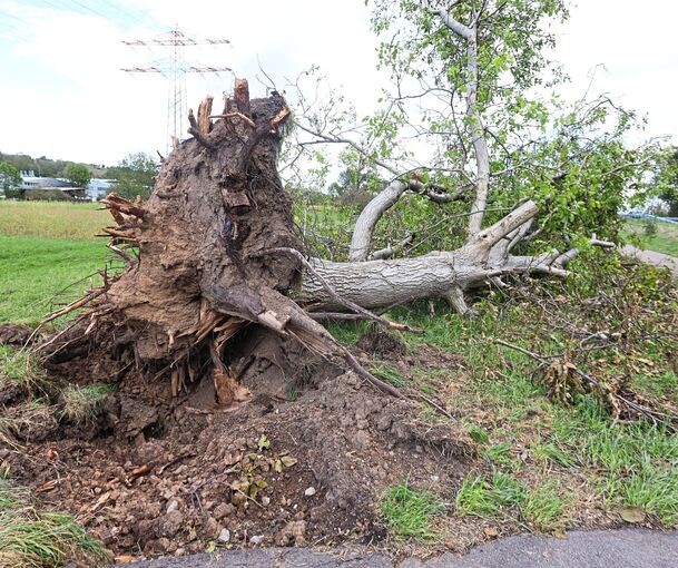 Ein entwurzelter Baum bei Ingersheim zeigt die Wucht des Unwetters vom Freitagmorgen.