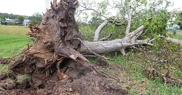 Ein entwurzelter Baum bei Ingersheim zeigt die Wucht des Unwetters vom Freitagmorgen.